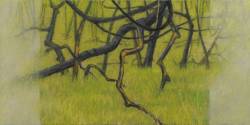 Riparian Series: Elements Burn Regrowth X